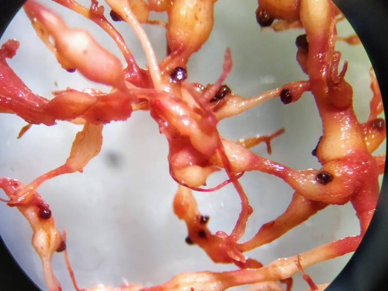 Raízes coradas em fucsina vistas na lupa, com fêmeas de nematoide visíveis