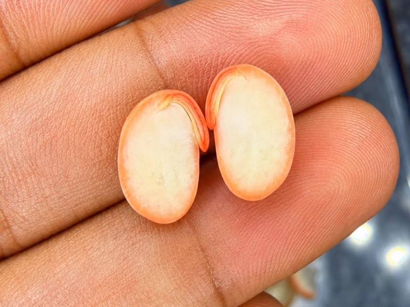 Sementes cortadas na mão, com a coloração do teste de tetrazólio