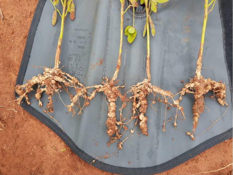 Quatro sistemas radiculares de soja com galhas, sobre a bandeja de amostragem em solo vermelho