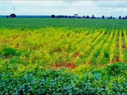 Lavoura de soja com reboleira amarelada, sintoma de ataque de nematoides