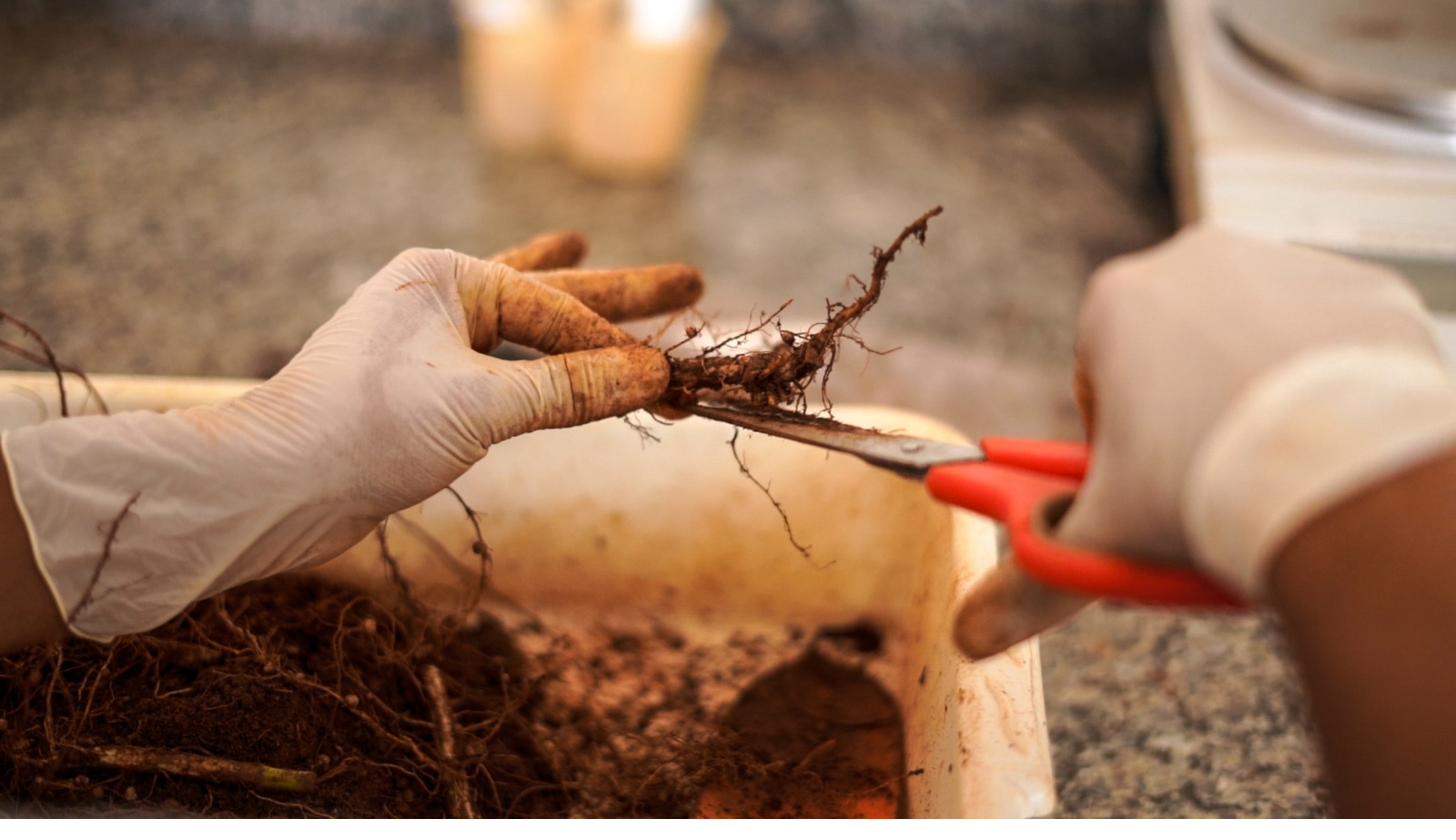 Preparo de amostras de raízes em bandeja, com luvas e tesoura, para avaliação de nematoides